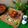 Sneha Patel's cooksnap of when they made ગુંદા પીકલ (Gunda Pickle Recipe In Gujarati).