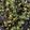 Sonia's cooksnap of when they made Kale Chips.
