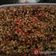 Cooksnap από Irene_Alex στη συνταγή Κόλυβα ή σπερνά