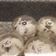 Cooksnap dari ivanna rumondor untuk resep Putri Salju Keju Lumer / Cheesy Snow Ball resep ci Tintin Rayner