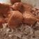 Cooksnap de Debby sur la recette Butter chicken