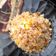 Cooksnap dari 𝚗𝚎𝚢 𝚜𝚊𝚗𝚝𝚒 𝚝𝚘𝚋𝚒𝚗𝚐 untuk resep Yakimeshi (Japanese Fried Rice) | SIMPLE, ENAK DAN GURIH