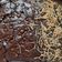 Cooksnap dari Alim Abdul untuk resep Chewy Brownies shiny (otang/no mixer)