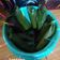 Cooksnap dari Anit Yulianti untuk resep Lontong Daun Pisang Hemat Gas (5-30-7)