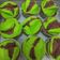 Cooksnap dari Rhathini Rhani untuk resep Bolu kukus mekar simple