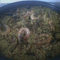 El cooksnap de Javier Garrido cuando hizo Paella mixta (pollo, cerdo, conejo, verduras y mariscos).