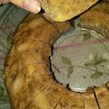 Cooksnap dari Muftiana Zaena untuk resep Bolu pisang kukus
