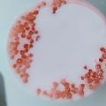 Cooksnap dari Yuliya Agustina untuk resep Bubur mutiara metode 5:30:7