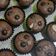 Cooksnap dari Tifanny Intan untuk resep Brownies Kering Mini