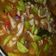 Cooksnap dari Ichie Suhra Amar untuk resep Sambal Cumi Pete Pedas