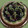 El cooksnap de Lorena Bareiro cuando hizo Masa azucarada (base de tartas frutales).