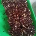 Cooksnap dari Rosna Rosna untuk resep Pumpkin Doughnut (Donat Labu Kuning)
