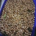Cooksnap dari Leni Kurnianingsih untuk resep Kacang tojin renyah