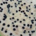 Cooksnap dari Ivanali untuk resep 🍰Bolu pisang kukus toping keju🍰