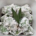 Cooksnap dari Ari untuk resep Klepon ketan isi gula merah