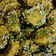 Kajal Sodha's cooksnap of when they made પાલક ના મુઠીયા (Palak Na Muthiya Recipe In Gujarati).