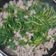 Cooksnap của Cau Hai khi họ làm theo món Canh thịt xay nấu xà lách xoong