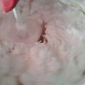 Cooksnap dari B Tetty untuk resep Buttercream Homemade