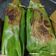 Cooksnap dari Devy Manurung untuk resep Nasi bakar ayam suwir kemangi bumbu kuning 🧡