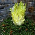 صورة من ام ادم👩🏻‍🍳، شاركها بعد تجربة وصفة طريقة عمل تبوله سهله