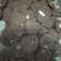 Cooksnap dari Irma untuk resep Choco chip almond cookies #momenmanis #siapramadhan