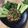 รูป Cooksnap ของ Treenuch Khaonark เมื่อเขาทำ ลาบไก่สับ