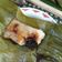 Cooksnap dari Renny Mahlenny untuk resep Lapek Pisang