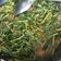 Cooksnap dari Mayaa SoniTasmaya untuk resep Kangkung Pedas