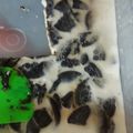 Cooksnap dari Siti Nurbaya untuk resep Pudding oreo