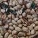 Cooksnap dari Rabiatul Adawiyah Hasbullah untuk resep Kacang Bawang Aroma Daun Jeruk