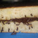 Cooksnap dari Ayu Puspa untuk resep 100% Sukses! Martabak Manis Teflon Bersarang (Terang Bulan)