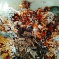 El cooksnap de Lula 🌈 ❤👪 cuando hizo Galletas doble chocolate - sin gluten, sin huevo, sin lactosa.