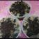 Cooksnap dari Adhitya Indrayana untuk resep ❤ PUDING OREO RED VELVET❤