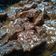 Cooksnap dari Ega Tri Rimawati untuk resep Kicik daging sapi
