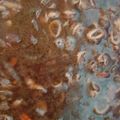 Cooksnap dari Sulis Hariyanto untuk resep Cumi Saus Tiram