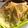 Cooksnap dari frederica_tan untuk resep Roti Tawar Putih (Metode Tangzhong)