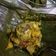 Cooksnap dari Puputri untuk resep Pepes Ayam