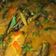 Cooksnap dari yoursunny untuk resep Mangut Lele Kemangi Khas Jogja