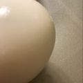 薩摩耶最可愛～ 的 水煮蛋 cooksnap