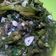 Cooksnap dari Bargawan untuk resep Tumis genjer