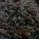 Cooksnap dari Nell'z Kitchen untuk resep Nasi goreng sosis