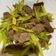 黃詩倩 的 芹菜炒牛肉 cooksnap