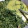 Cooksnap dari Irma Ari untuk resep Gulai Daun Singkong