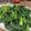 Mama Ngai's cooksnap of when they made Chinese Broccoli (Gai Lan) with Oyster Sauce (蠔油芥蘭).