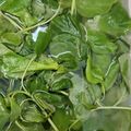 Cooksnap dari Annisa Maharani untuk resep Sayur Bayam Jagung Bening