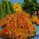 Cooksnap dari Renny Widiyanti untuk resep Ayam geprek yummy