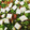 El cooksnap de macorose66 cuando hizo Ensalada de Nopales.