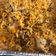 El cooksnap de Miguelina García cuando hizo Biryani de pollo / Chicken biryani.