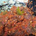 Cooksnap dari Ousaaka untuk resep Dendeng sapi balado
