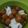 Cooksnap dari Ira Puspitasari untuk resep Bubur Sumsum Biji Salak